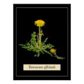 Dandelion botanisch Glossy Poster (Voorkant)