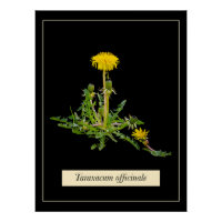 Dandelion botanisch Glossy Poster