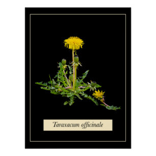 Dandelion botanisch Glossy Poster