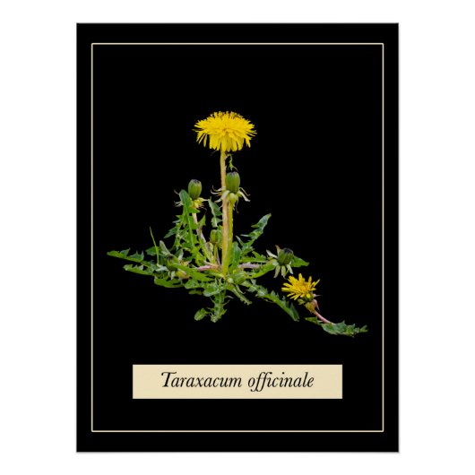 Dandelion botanisch Glossy Poster (Voorkant)