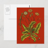 Dandelion Botanische illustratie Briefkaart (Voorkant / Achterkant)