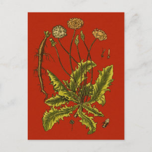 Dandelion Botanische illustratie Briefkaart