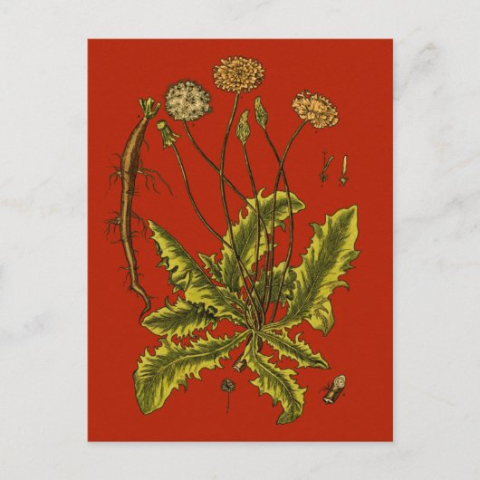 Dandelion Botanische illustratie Briefkaart (Voorkant)