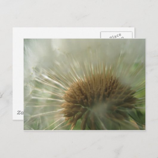 dandelion briefkaart (Voorkant / Achterkant)
