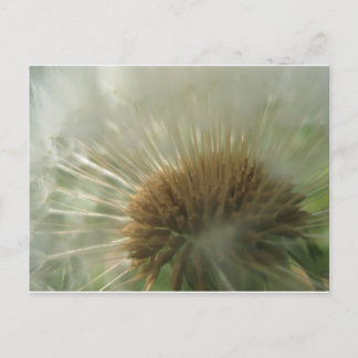dandelion briefkaart