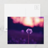 Dandelion Briefkaart (Voorkant / Achterkant)