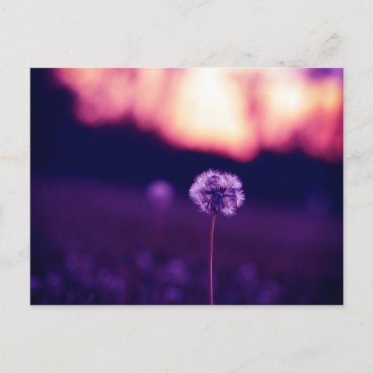Dandelion Briefkaart (Voorkant)