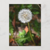 Dandelion Briefkaart (Voorkant)
