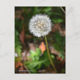 Dandelion Briefkaart