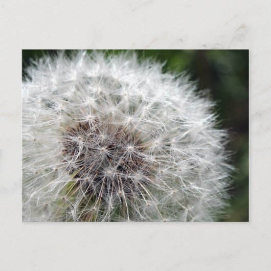 Dandelion Briefkaart (Voorkant)