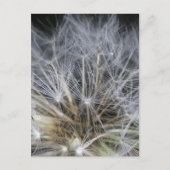 Dandelion Briefkaart (Voorkant)
