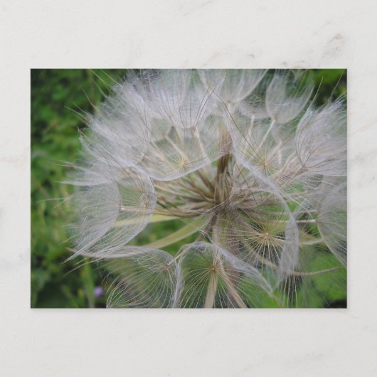 Dandelion Briefkaart (Voorkant)