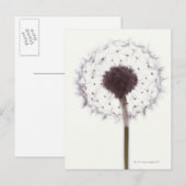 Dandelion Briefkaart (Voorkant / Achterkant)