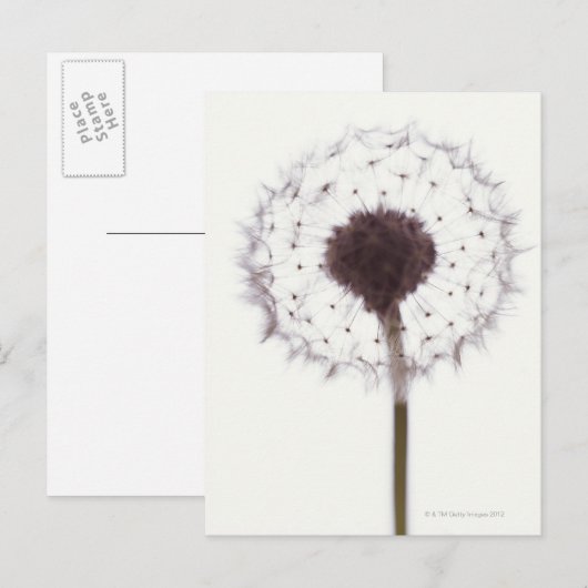Dandelion Briefkaart (Voorkant / Achterkant)