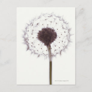 Dandelion Briefkaart