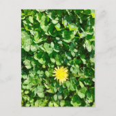 dandelion briefkaart (Voorkant)