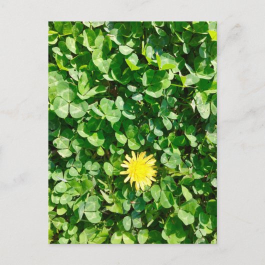 dandelion briefkaart (Voorkant)