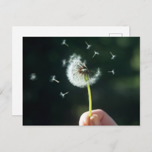 Dandelion Briefkaart (Voorkant / Achterkant)