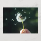 Dandelion Briefkaart (Voorkant)