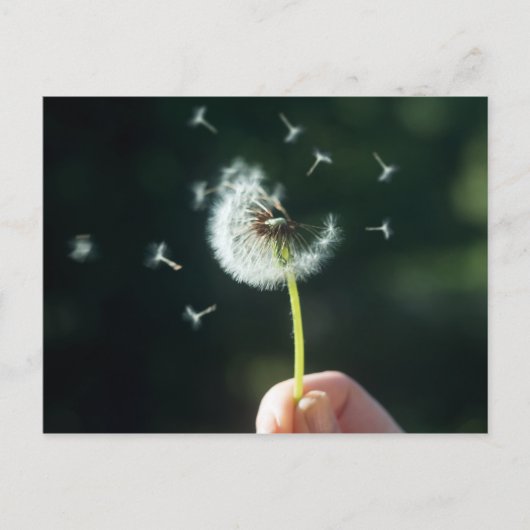 Dandelion Briefkaart (Voorkant)