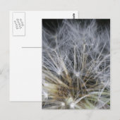 Dandelion Briefkaart (Voorkant / Achterkant)