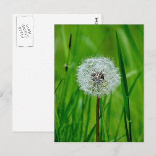Dandelion - Briefkaart (Voorkant / Achterkant)