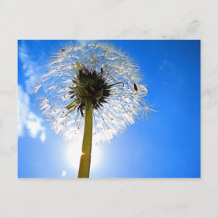 Dandelion Briefkaart