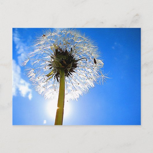Dandelion Briefkaart (Voorkant)