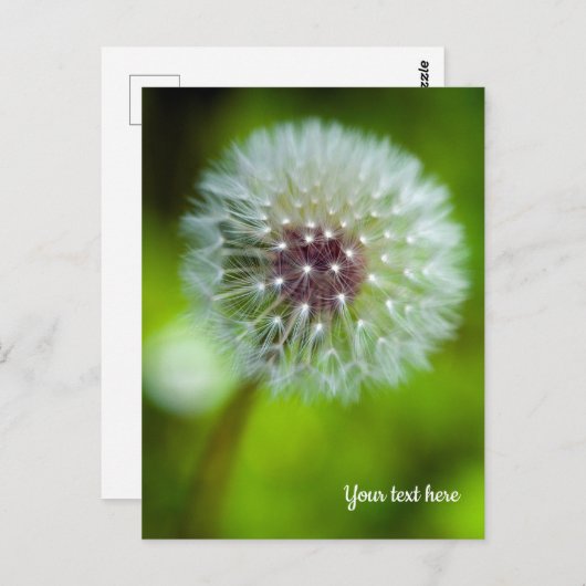 Dandelion Briefkaart (Voorkant / Achterkant)