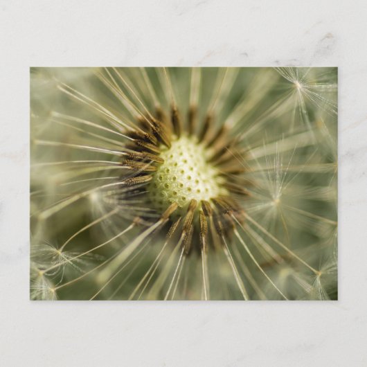 Dandelion Briefkaart (Voorkant)