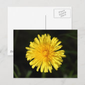 Dandelion Briefkaart (Voorkant / Achterkant)