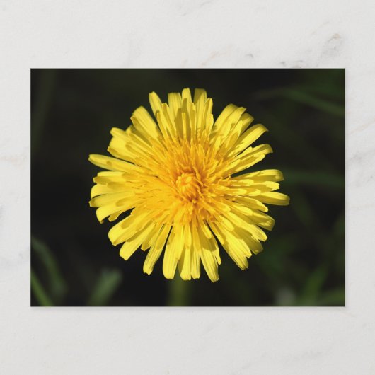 Dandelion Briefkaart (Voorkant)