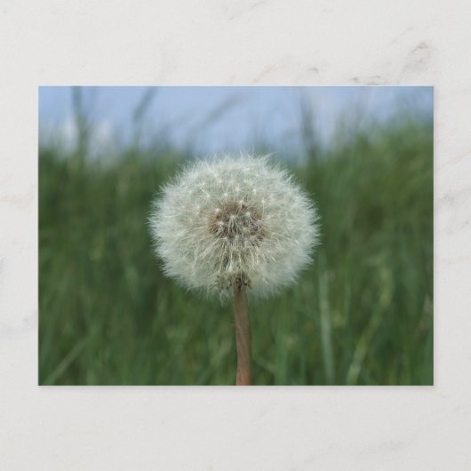 Dandelion Briefkaart (Voorkant)