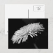 Dandelion Briefkaart (Voorkant / Achterkant)