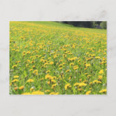 Dandelion Briefkaart (Voorkant)