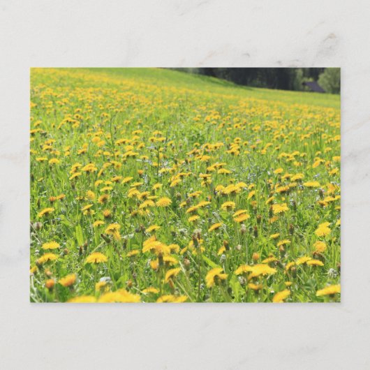 Dandelion Briefkaart (Voorkant)