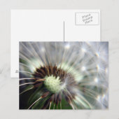 Dandelion briefkaart (Voorkant / Achterkant)