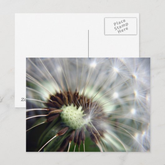 Dandelion briefkaart (Voorkant / Achterkant)