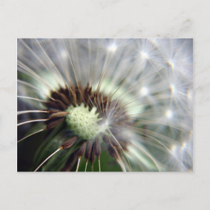 Dandelion briefkaart