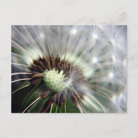 Dandelion briefkaart (Voorkant)