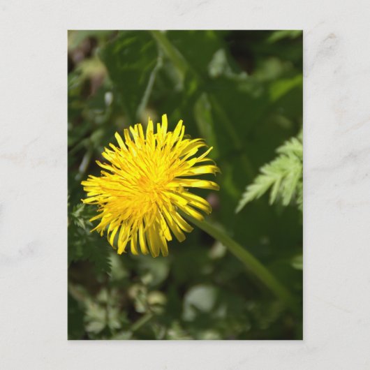Dandelion Briefkaart (Voorkant)