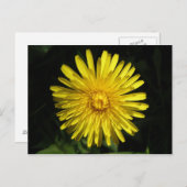 Dandelion Briefkaart (Voorkant / Achterkant)