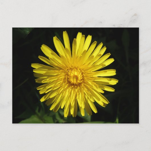 Dandelion Briefkaart (Voorkant)