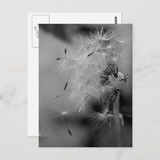 Dandelion Briefkaart (Voorkant / Achterkant)