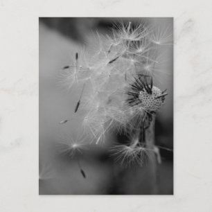 Dandelion Briefkaart
