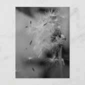 Dandelion Briefkaart (Voorkant)