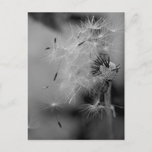 Dandelion Briefkaart (Voorkant)