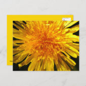 Dandelion - Briefkaart voor MS JOH 2011 (Voorkant / Achterkant)