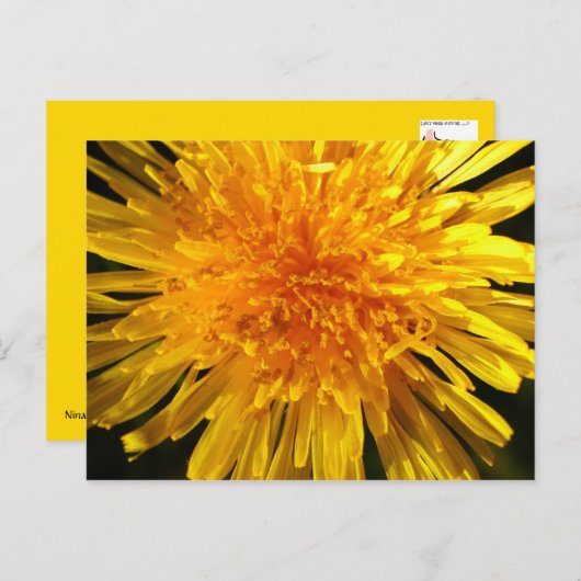 Dandelion - Briefkaart voor MS JOH 2011 (Voorkant / Achterkant)