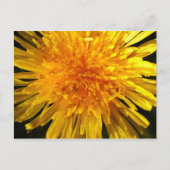 Dandelion - Briefkaart voor MS JOH 2011 (Voorkant)